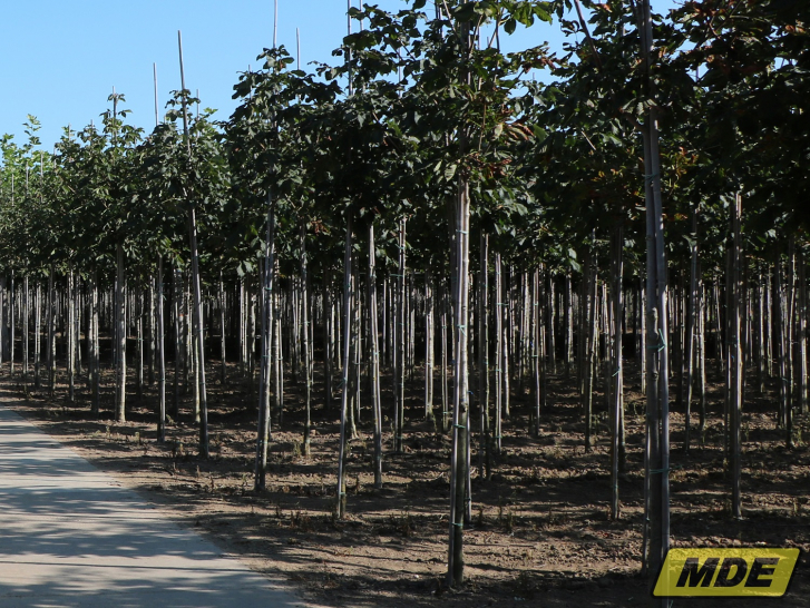 mde-machinebouw-stokken-zetten-3-